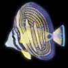Sailfin Productions logo
