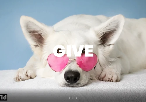 Promotional video for Ruffshopper.com (USA)