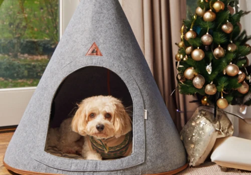 Nooee Pet: Fetching eCommerce Wins