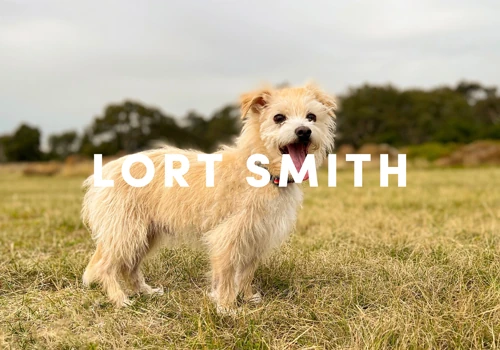 Lort Smith Social Media Management