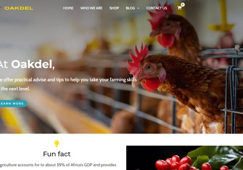 Website & e-commerce site (with SEO strategies)