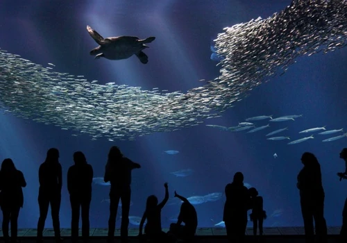 Monterey Bay Aquarium - Open Sea Exhibit
