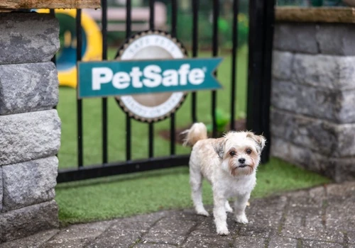 Lifestyle Branding Images for new Dog Park