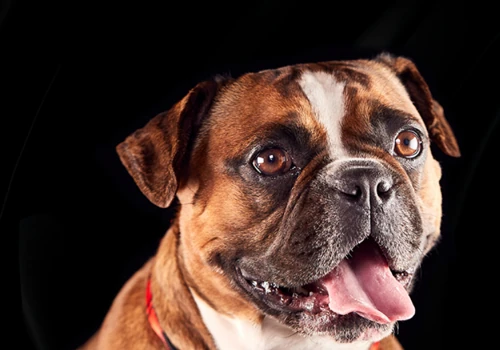 Morisset Dog Grooming