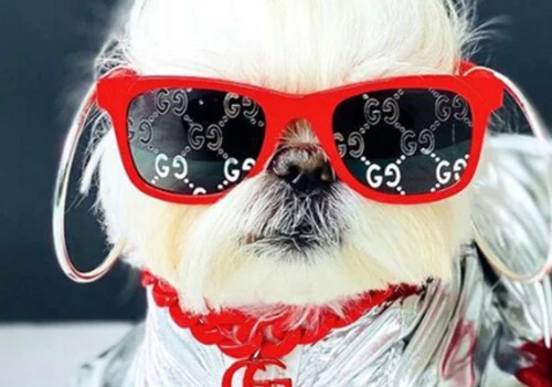 Doggy Blvd Ad Creatives