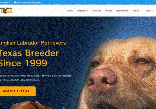 Hughes Family Labs - Texas Breeder of English Labs