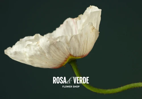 Rosa y Verde - Where opposites bloom in harmony