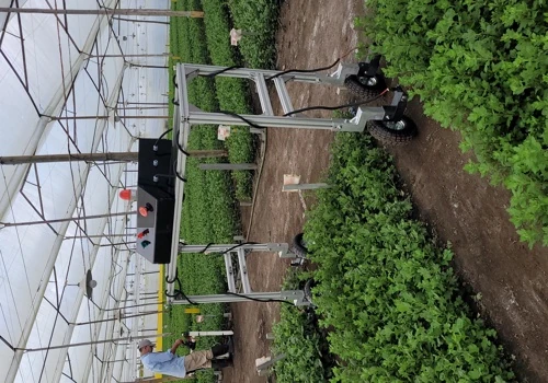 Fumigation robot for flower crops