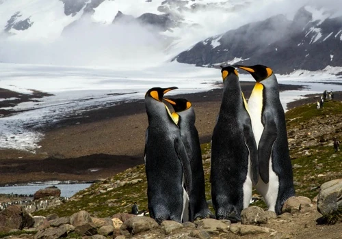 Expedition Cruise to Arctica & Antarctica