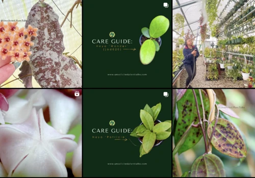 Revitalizing Unsolicited Plant Talks