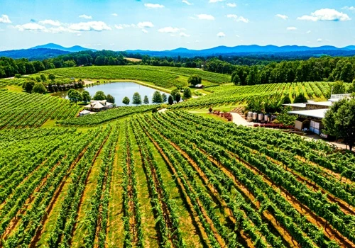 North Georgia Wine Country