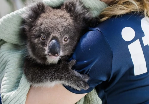 Elevating Animal Welfare Heroes