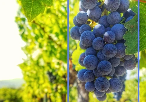Crop Yield Analysis for an AgTech Startup