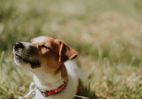Wufers: Amazon Pet Products Go Big!