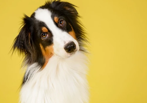 A Digital Platform For Animal Adoption and Pet Rescue