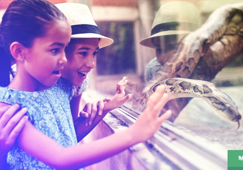 LA Zoo App design. UX & UI Design.