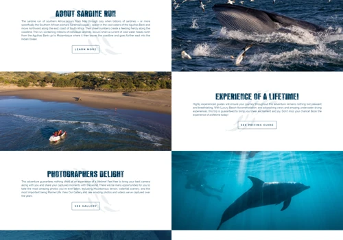Web ReBranding - Real Sardine Run