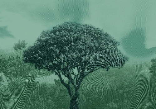 Pioneering Sustainable Forestry Investment