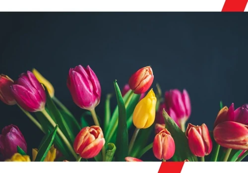 Tulip Market Expansion, Digital Strategy & Website
