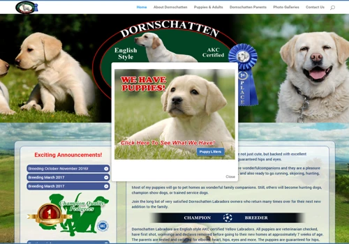 Dornschatten Labradors
