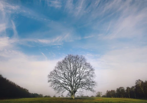 Social project: plant a tree