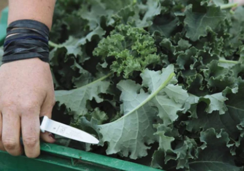 Transforming the Food Supply Chain