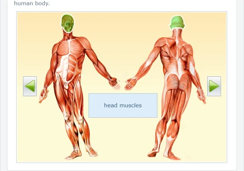 Upper Secondary Biology