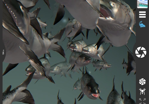 Migrating Salmon on the Columbia River