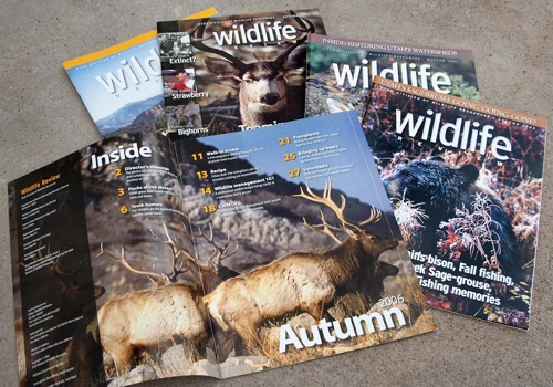 Utah Wildlife Magazine