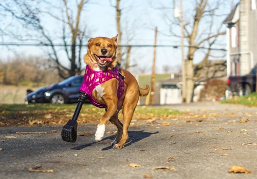 Canine Full-Limb Prosthetic (Digital Tool Dev)