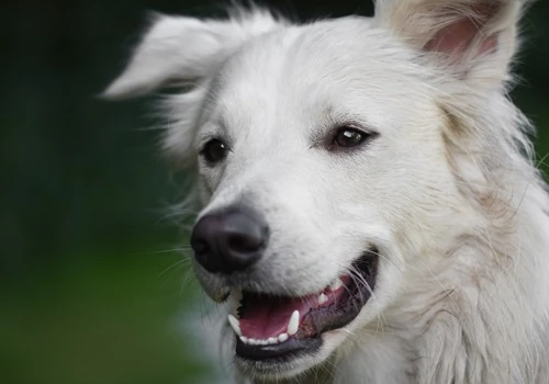 Social Platform for Dogs & Owners