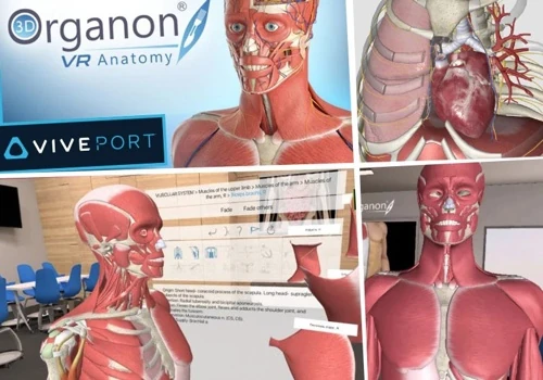 3D Organon