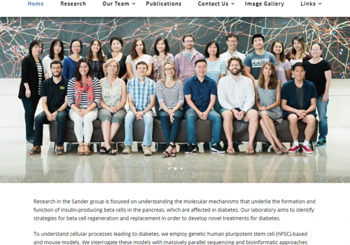 Website Design