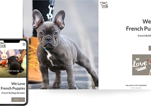 French Bulldogs of Tampa