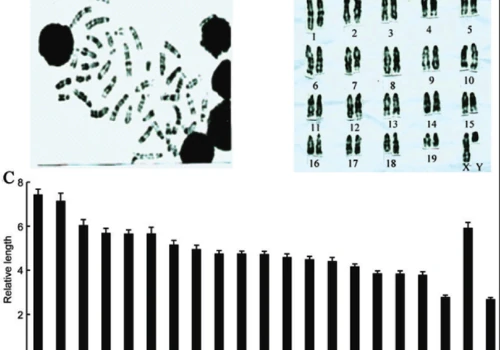 Automated Karyotype generation of Chromosomes