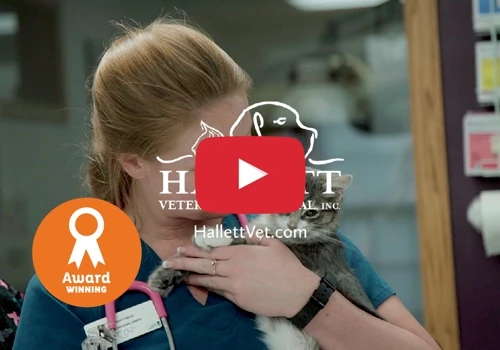 5 Video Series – Hallett Veterinary Hospital