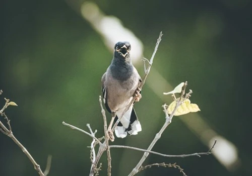Classification of Bird vocalizations using audio spectrum analysis technique