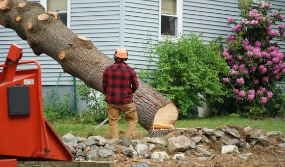 TranquiliTree Expert Tree Care team photo 1
